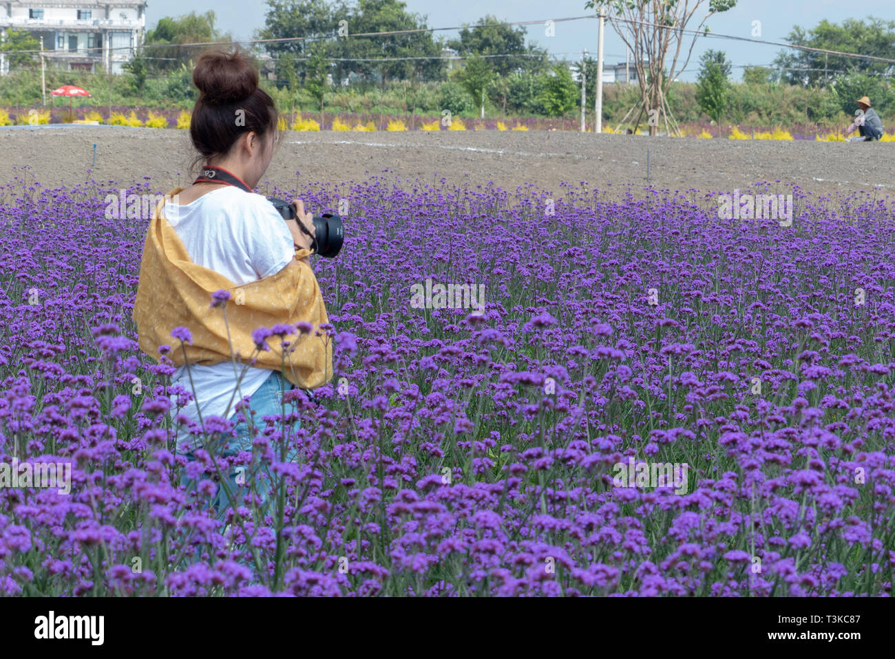 Lokale Touristen in einem Bereich der lilafarbenen Blüten in Dali, Yunnan, China Stockfoto