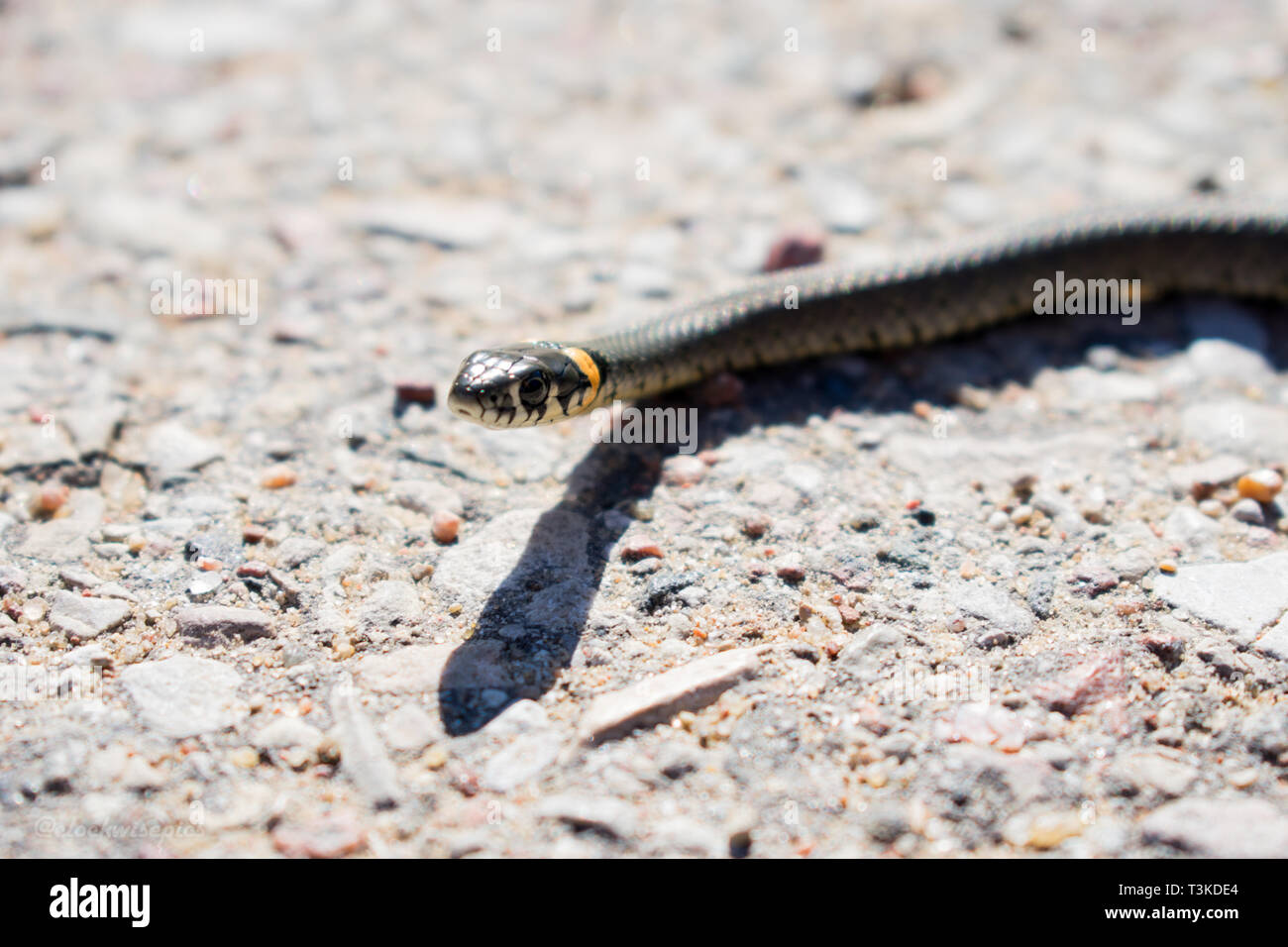 Ringelnatter stoppen durch für einen schnellen Chat Stockfoto
