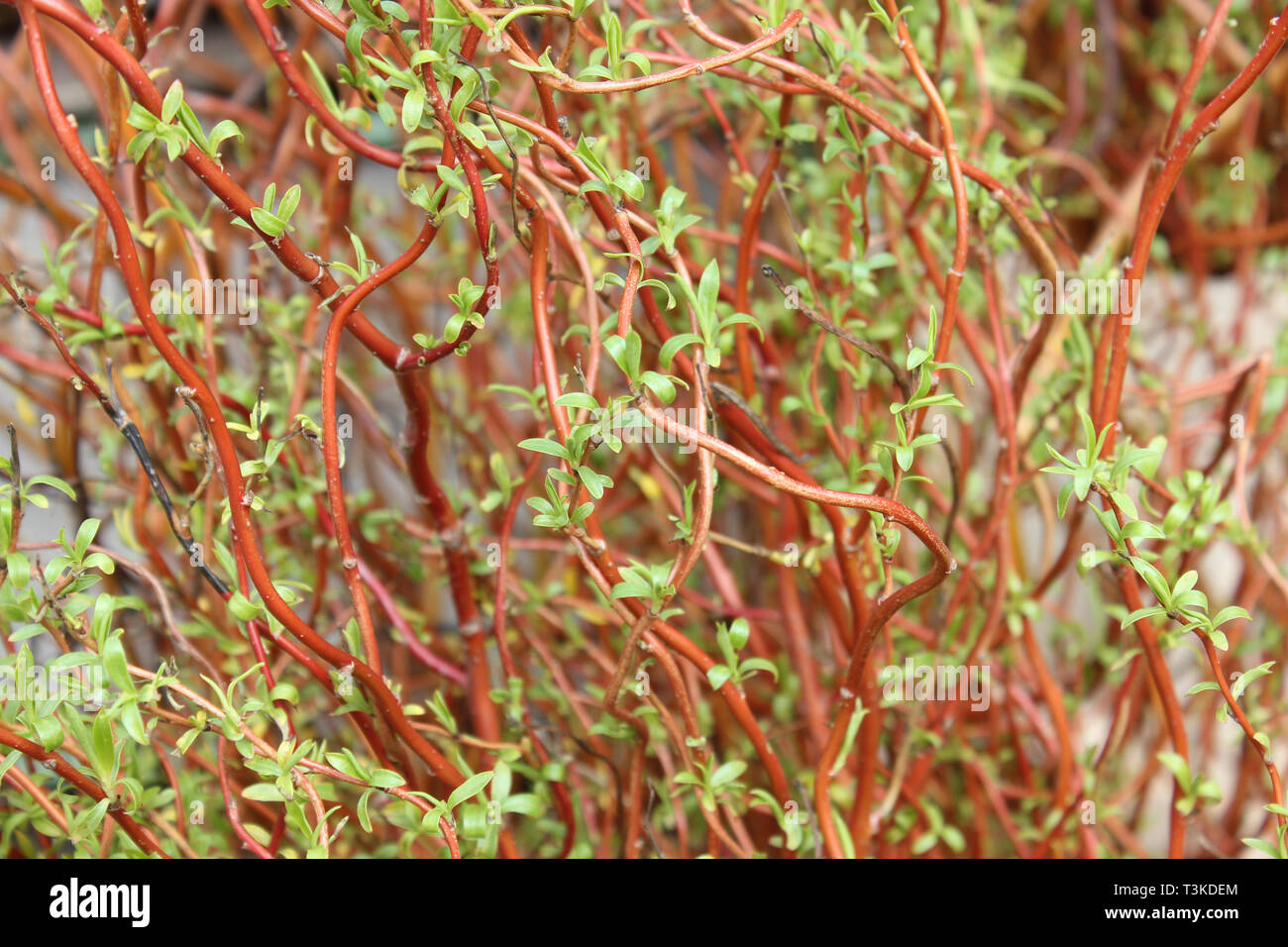 Weidenzweige (Salix caroliniana) mit frischen Trieben, Osterdekoration, Bote des Frühlings und der Osterzeit. Stockfoto