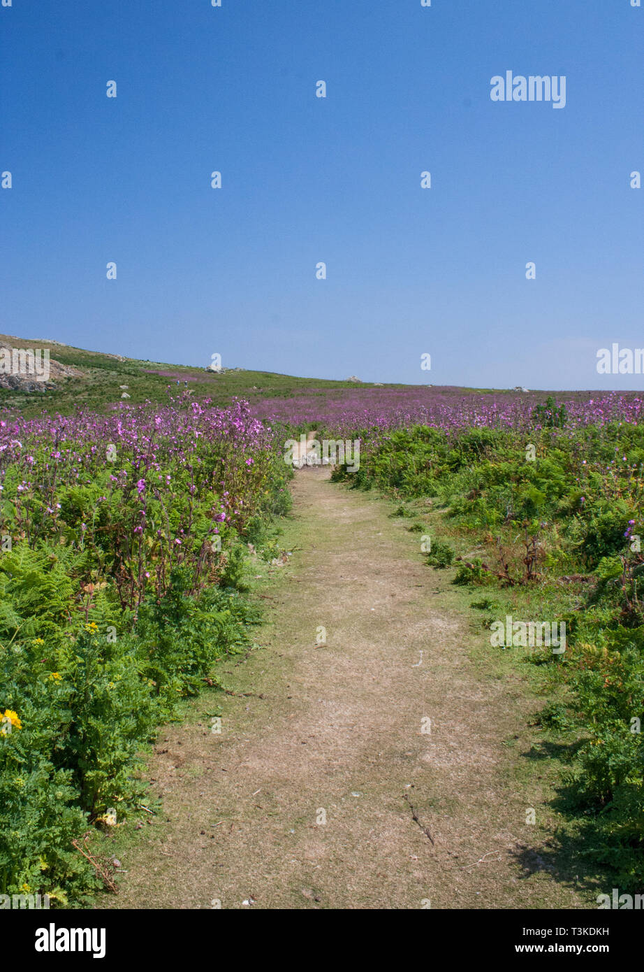 Insel Skomer Pembrokeshire Wales Stockfoto