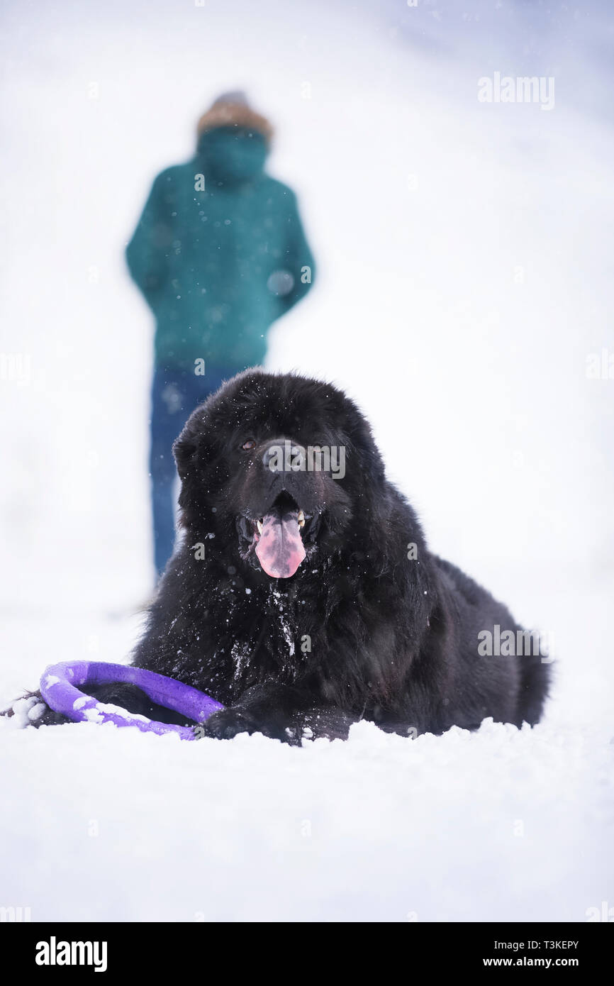 Neufundländer in Front und einem Mann im Hintergrund. Stockfoto