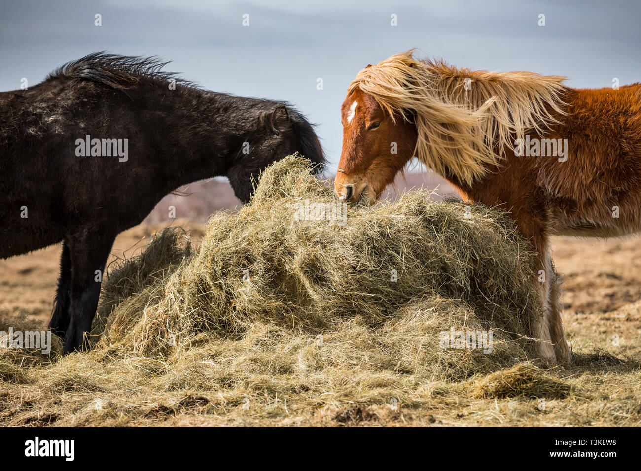 Iclendic Pferde Essen von einem Heu Ballen Stockfoto