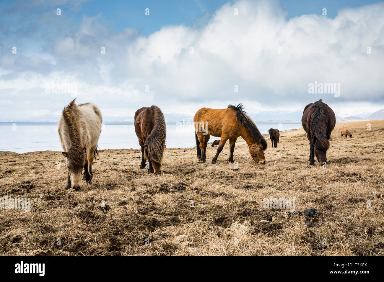 Iclandic Pferde granzing im Feld Stockfoto