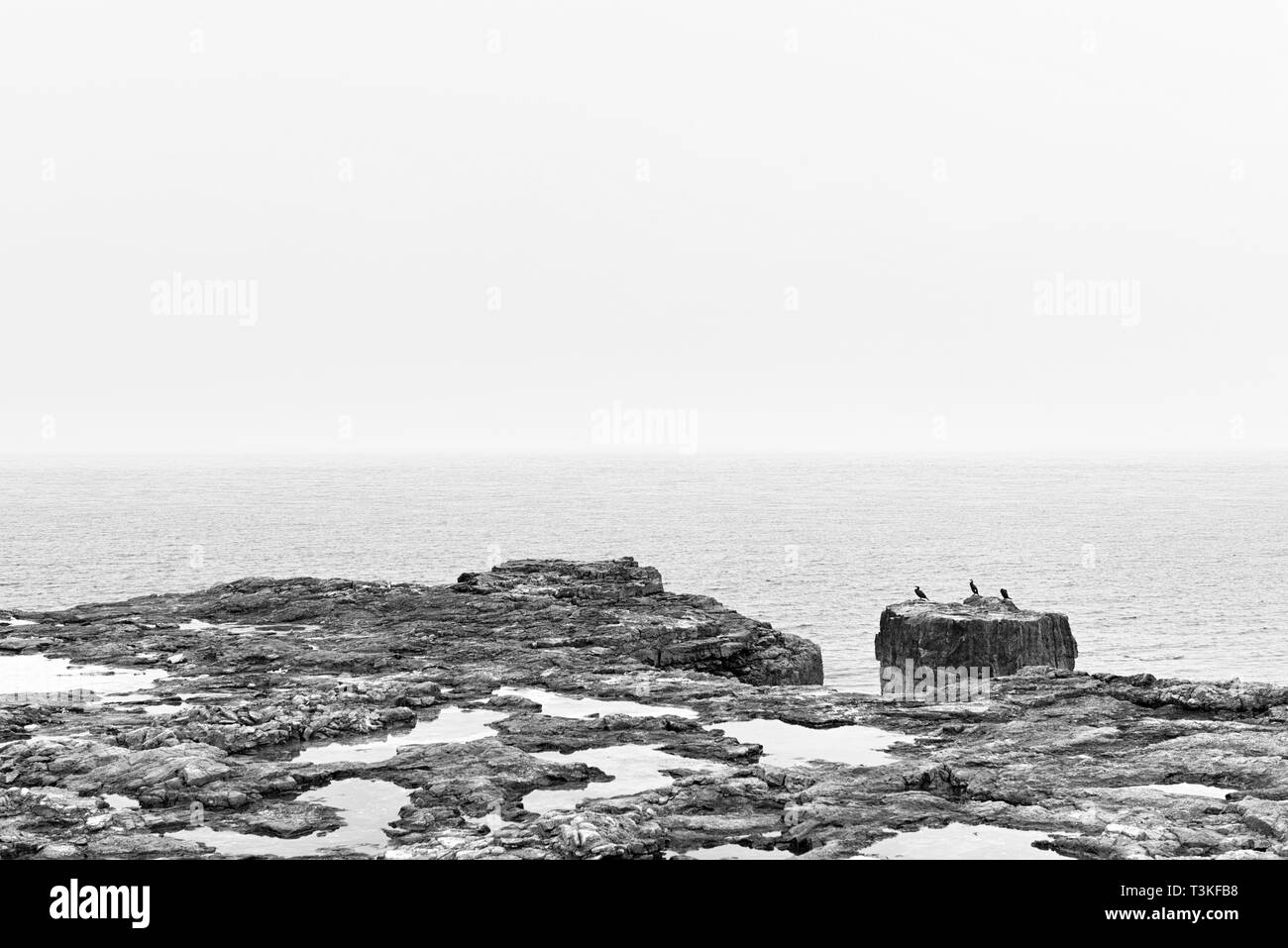 Kormorane auf einem Felsen am Meer Stockfoto