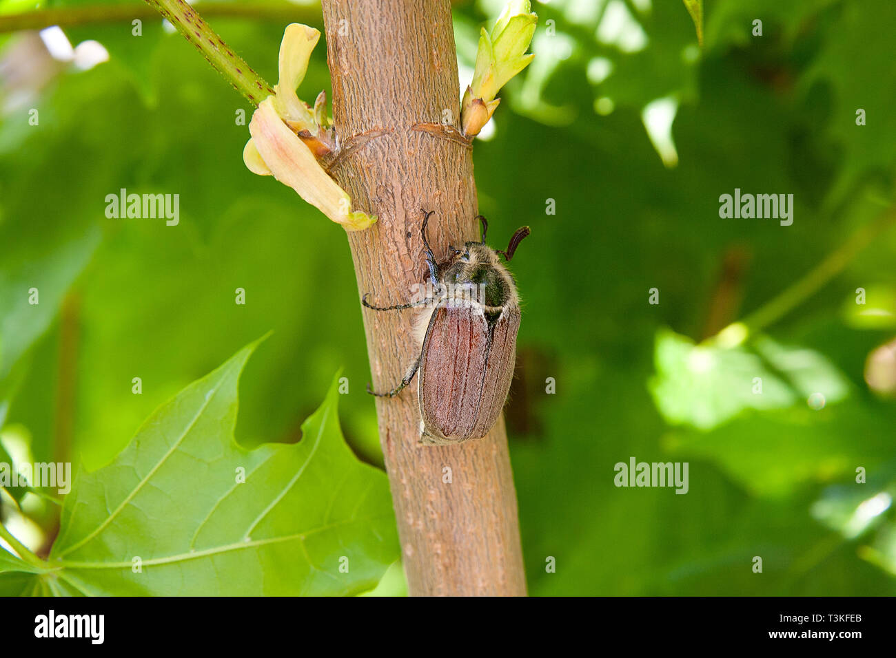 Nahaufnahme des Europäischen Käfer Schädlings - gemeinsame Maikäfer (Melolontha) auch bekannt als ein Mai Bug oder Doodlebug auf Ahorn Ast im Sommer. N Stockfoto