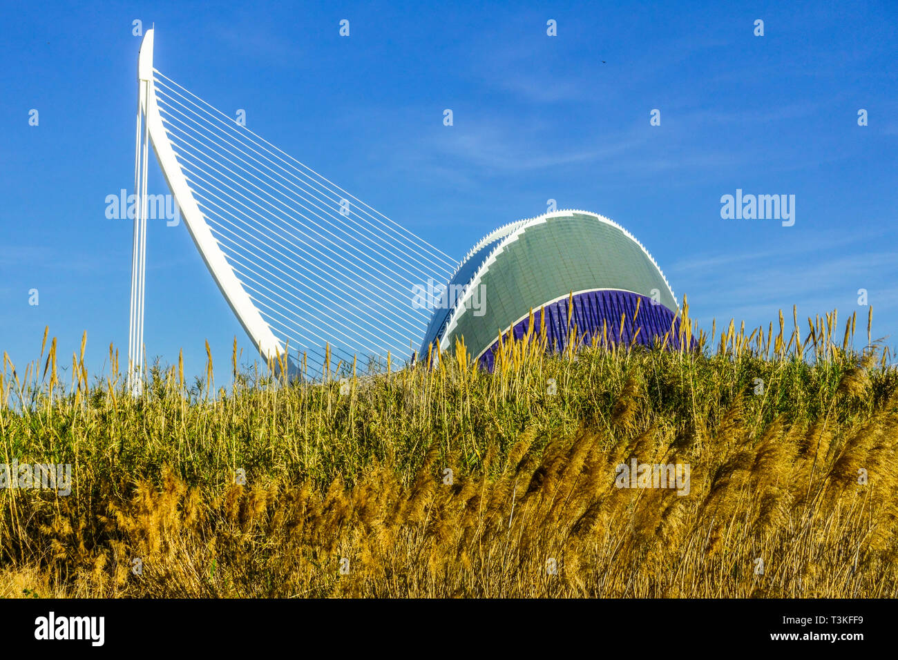 Riesenschilf, Donax-Pflanze von Arundo, Europa Spanien Valencia Stadt der Künste und Wissenschaft Agora, Calatrava, moderne Architektur Stockfoto