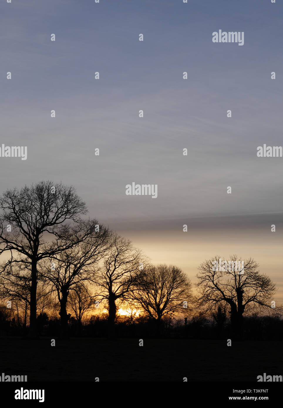 Sonnenuntergang mit Bäumen im Tageslicht (Eichen und Steineichen kaulquappen). Nördlich der Mayenne (Pays de la Loire, Frankreich). Stockfoto