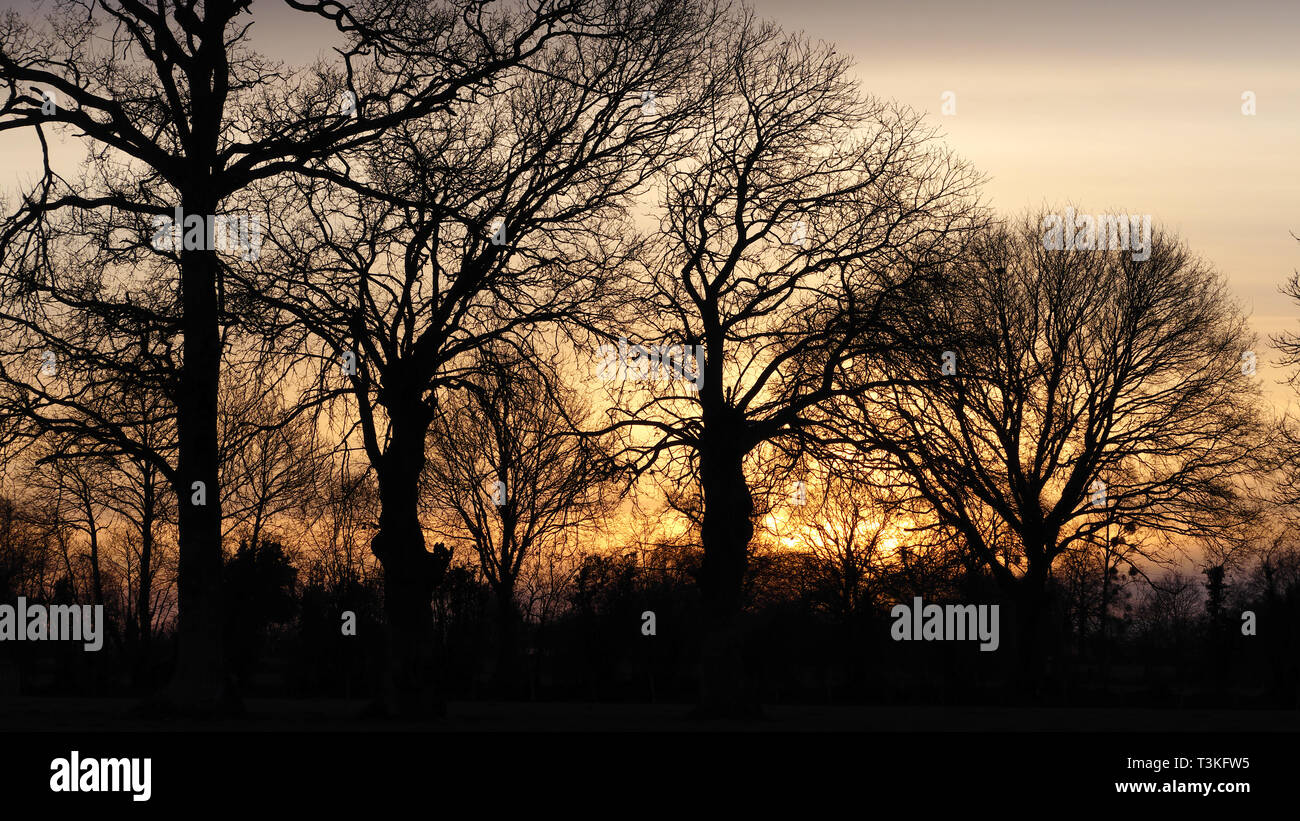 Sonnenuntergang mit Bäumen im Tageslicht (Eichen und Steineichen kaulquappen). Nördlich der Mayenne (Pays de la Loire, Frankreich, Europa). Stockfoto