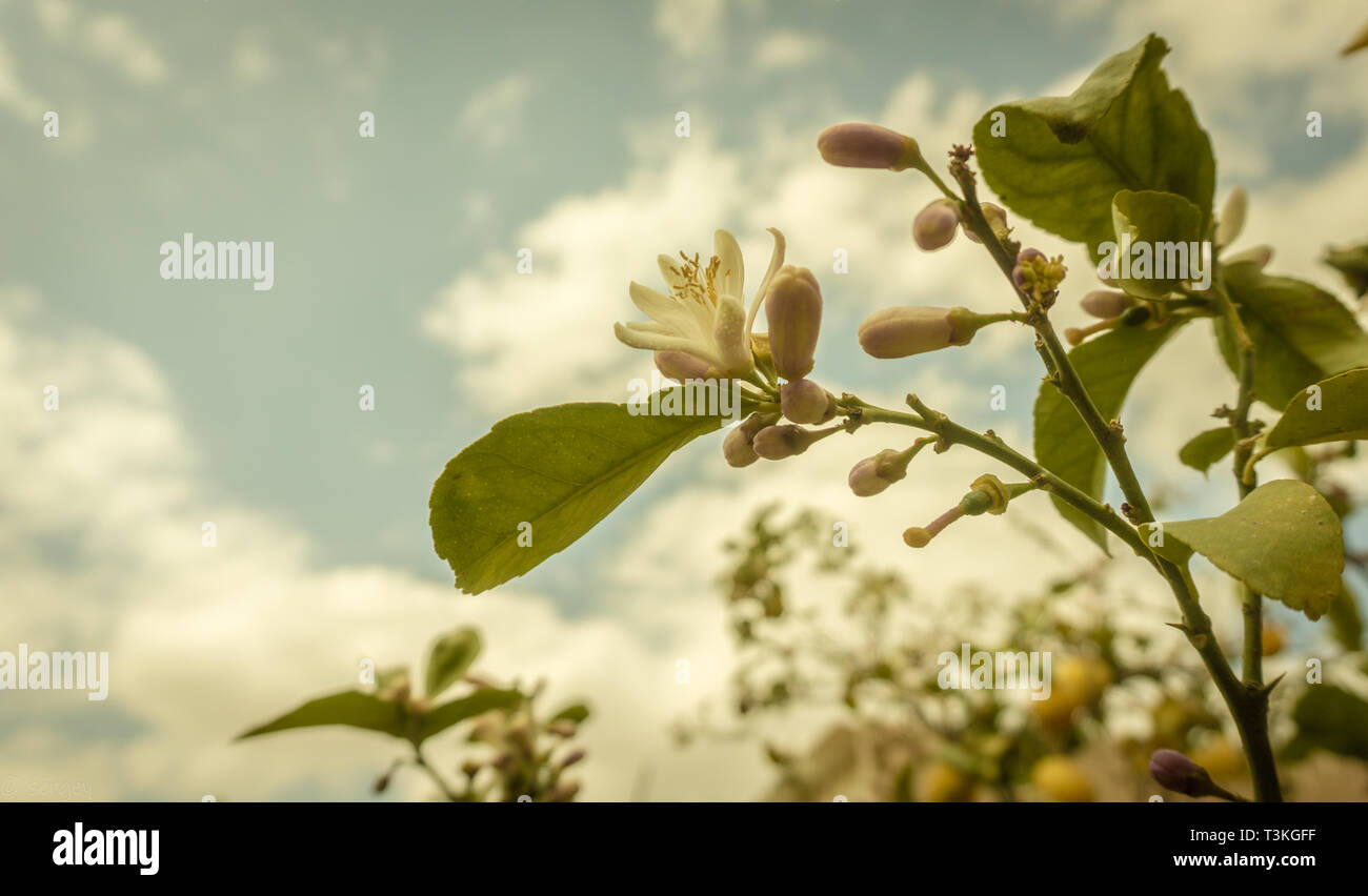 Ein Lemon Tree Branch mit einer weißen Blume blühen Stockfoto