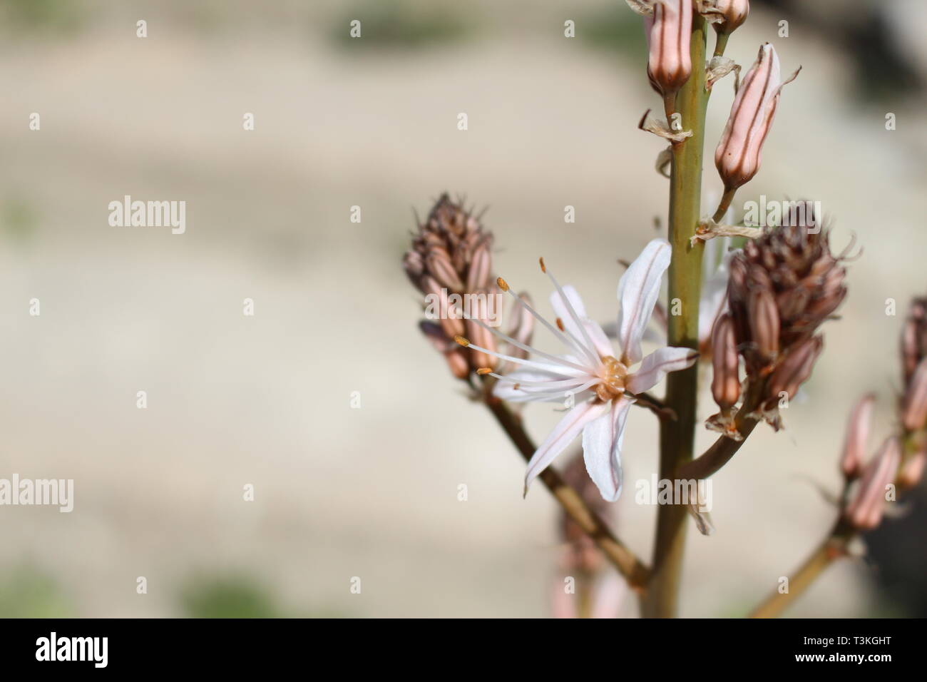 Nahaufnahme einer wilden Blume. Bokeh Wirkung. Stockfoto