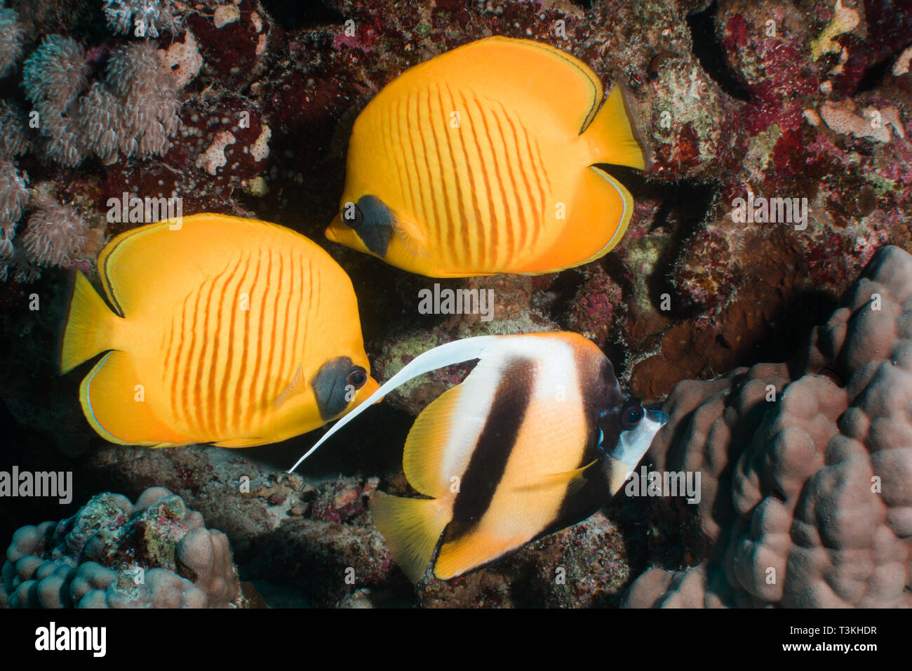 Zwei blaue Maskierte Butterfly Fisch und einem Banner Fische im Roten Meer, Ägypten Stockfoto