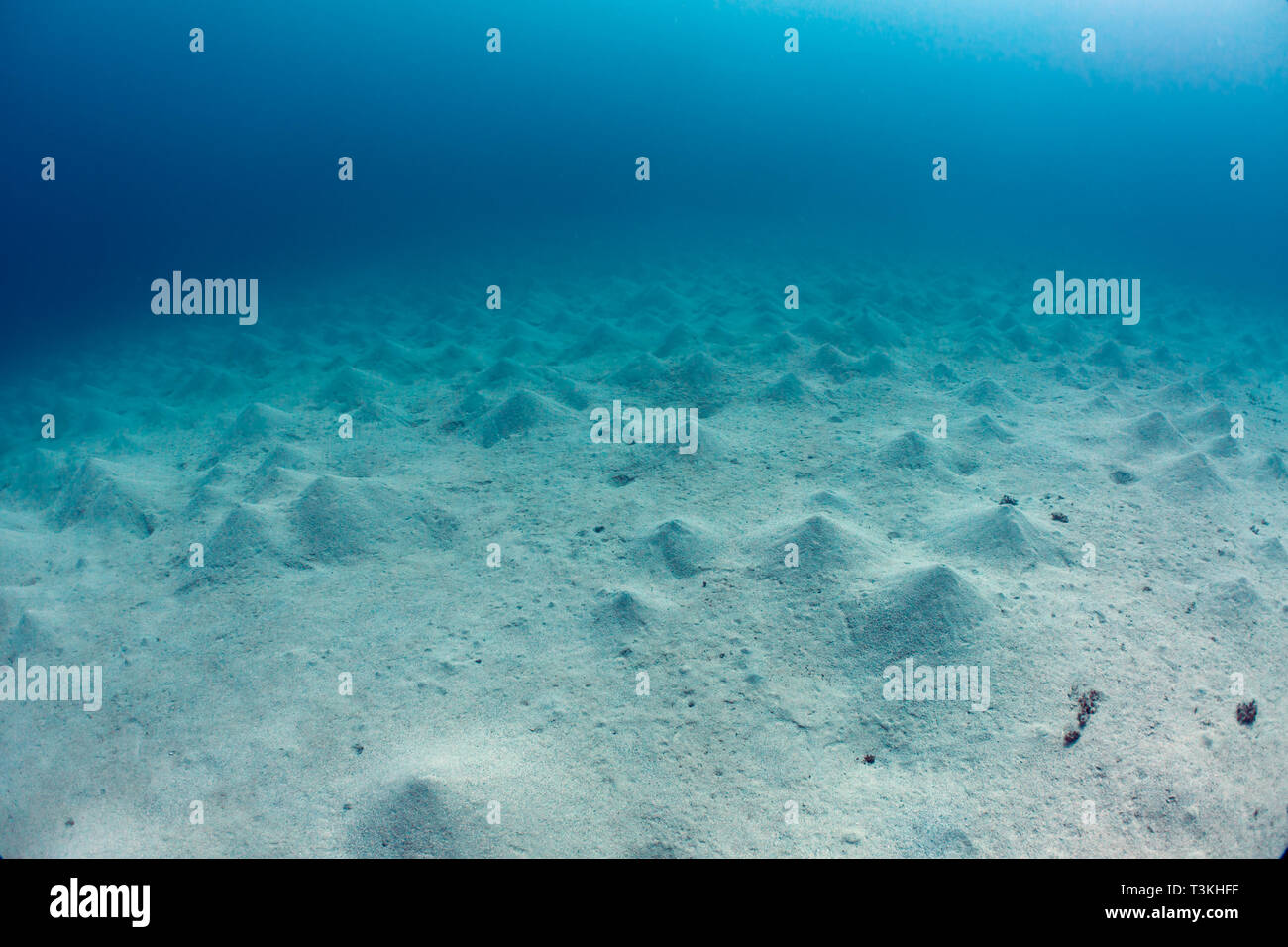 Sandigen Meeresboden mit Dämmen von seaworms und dem klaren, blauen Wasser gemacht Stockfoto