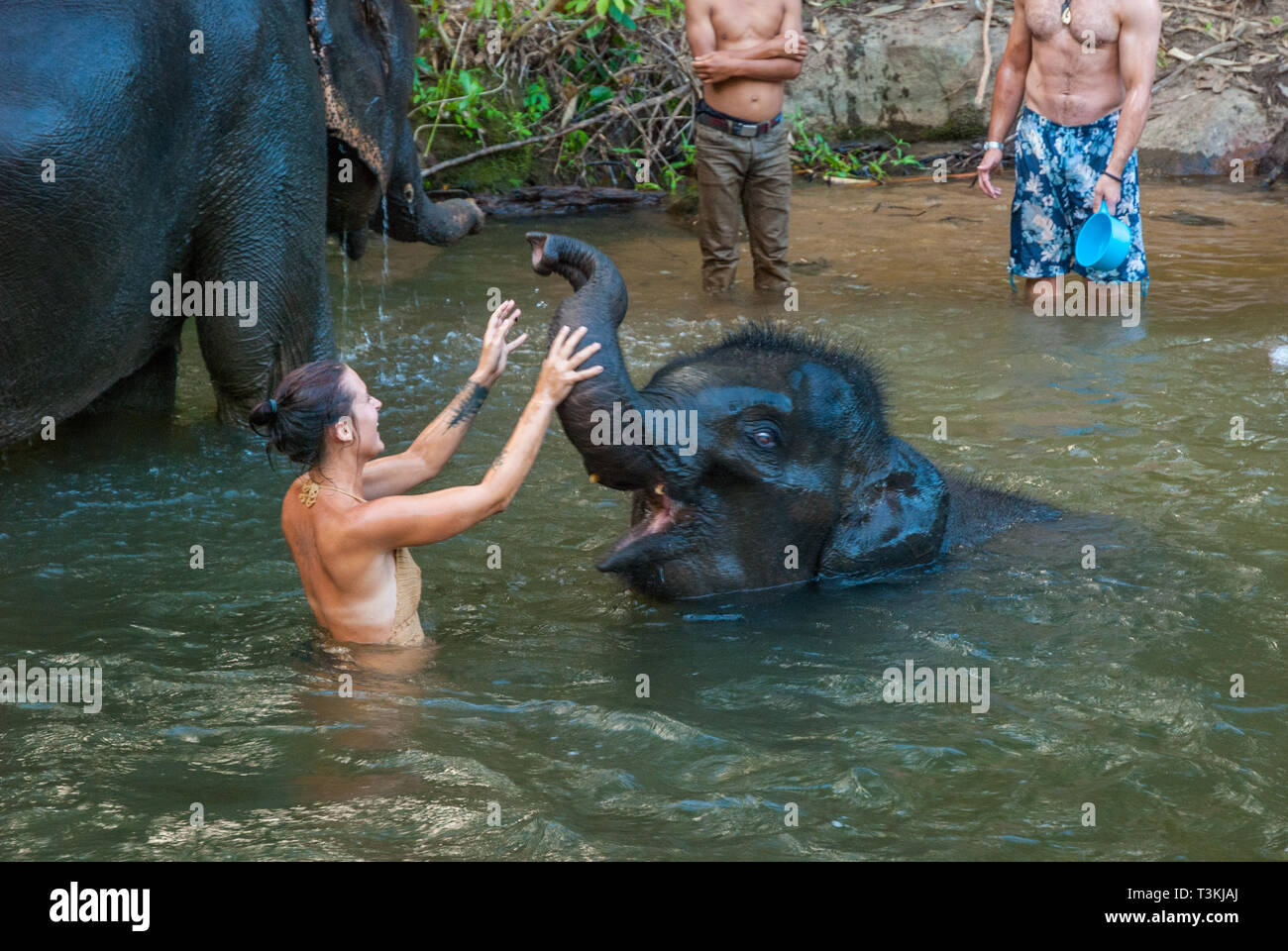 Chiang Mai, Thailand - Nov 2015: Gruppe der jungen Reisenden Waschen und Baden mit Elefanten im Fluss in Elephant Sanctuary Stockfoto