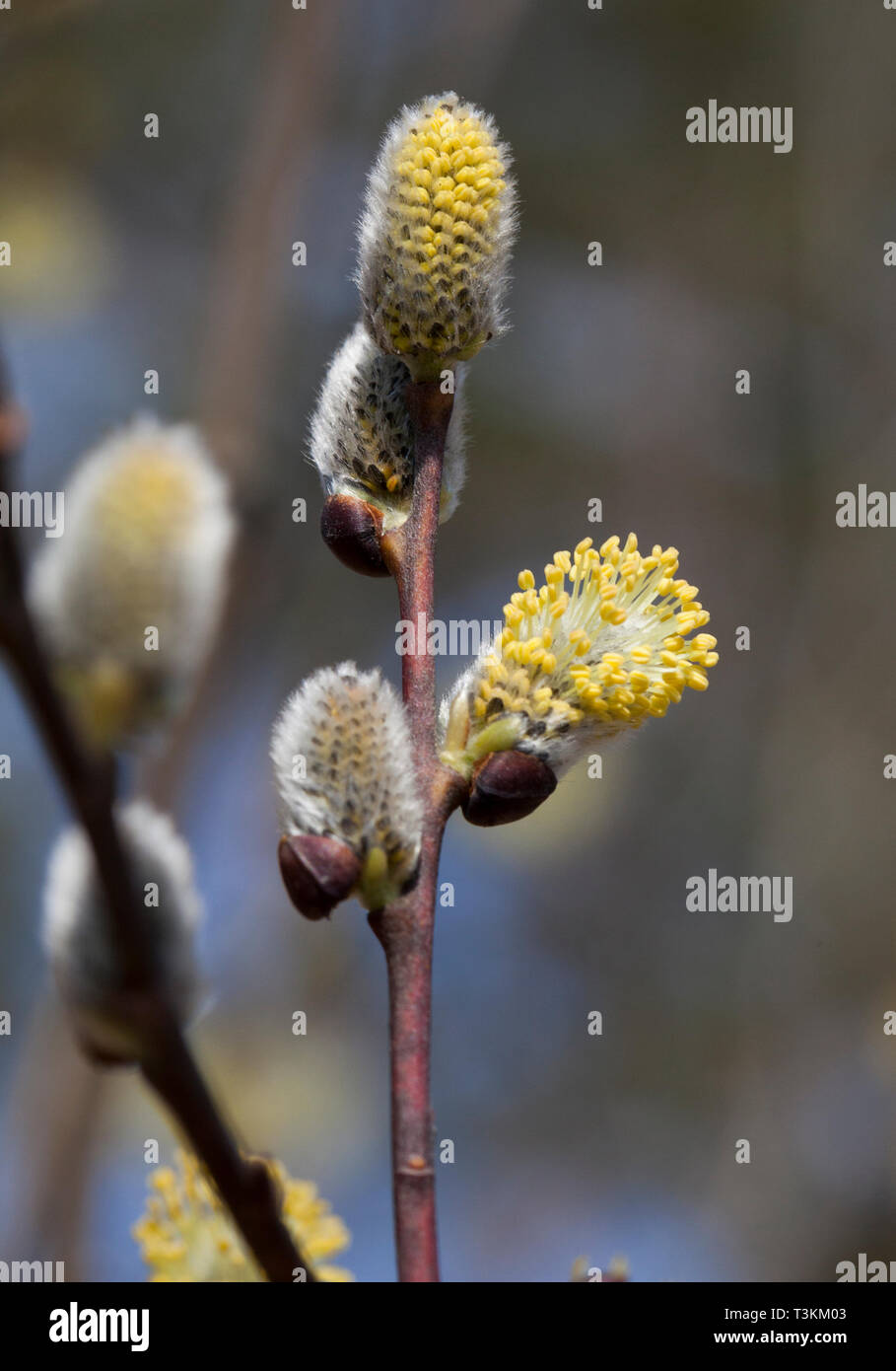 CATKIN Blumen im Frühling Stockfoto