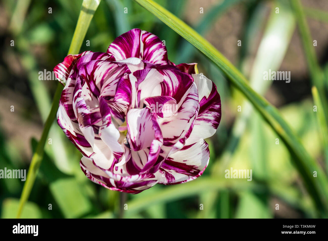 Eine violette und weiße Tulpe Blume Stockfoto