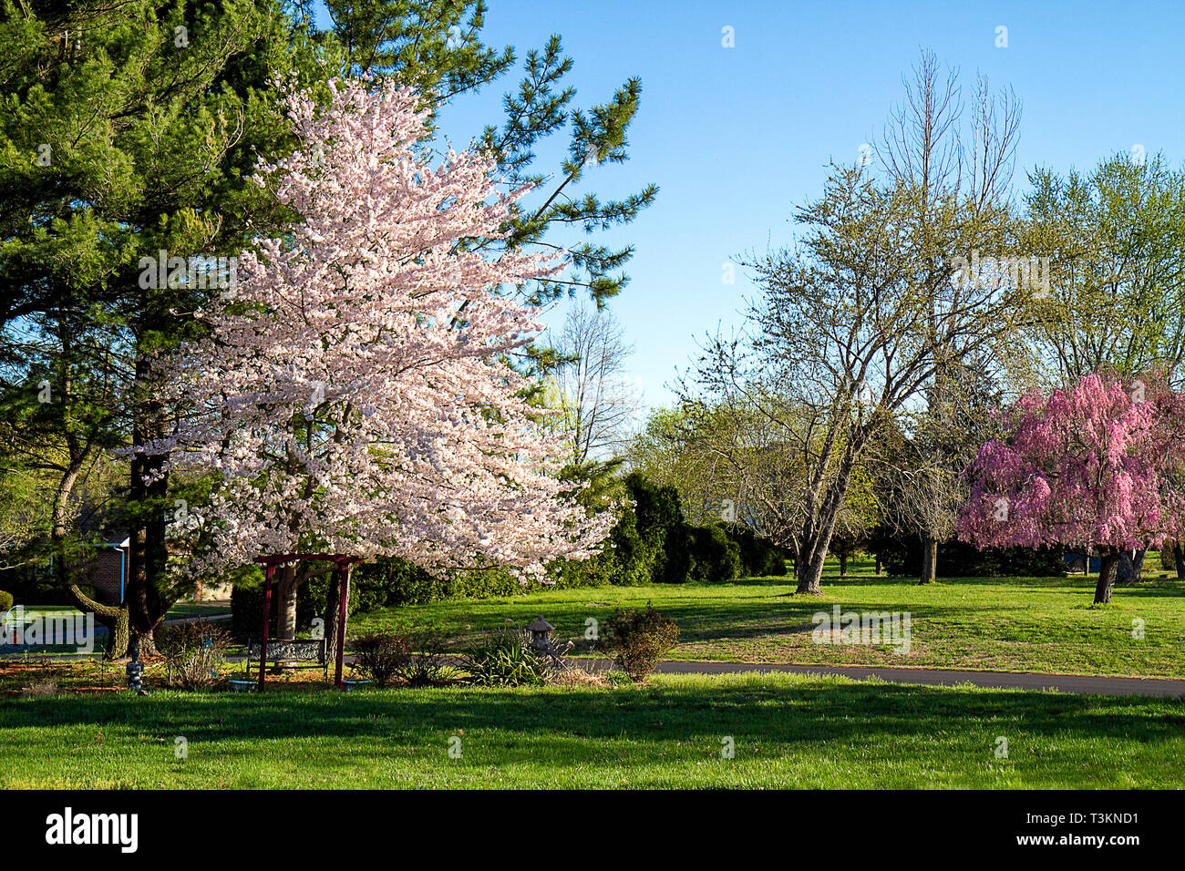 Kirschblüte Baum in voller Blüte im Frühjahr Saison. Landschaft Bild Stockfoto