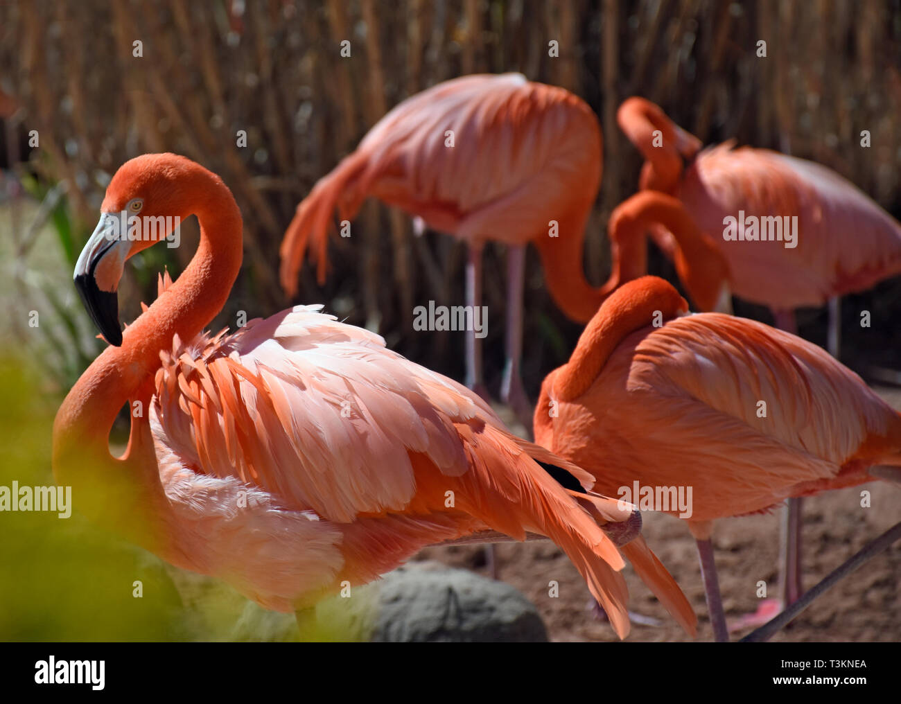 Karibik Flamingos - temperamentvoll und auffällig viel mit Genuss in rot-rosa Gefieder.... lol. Stockfoto