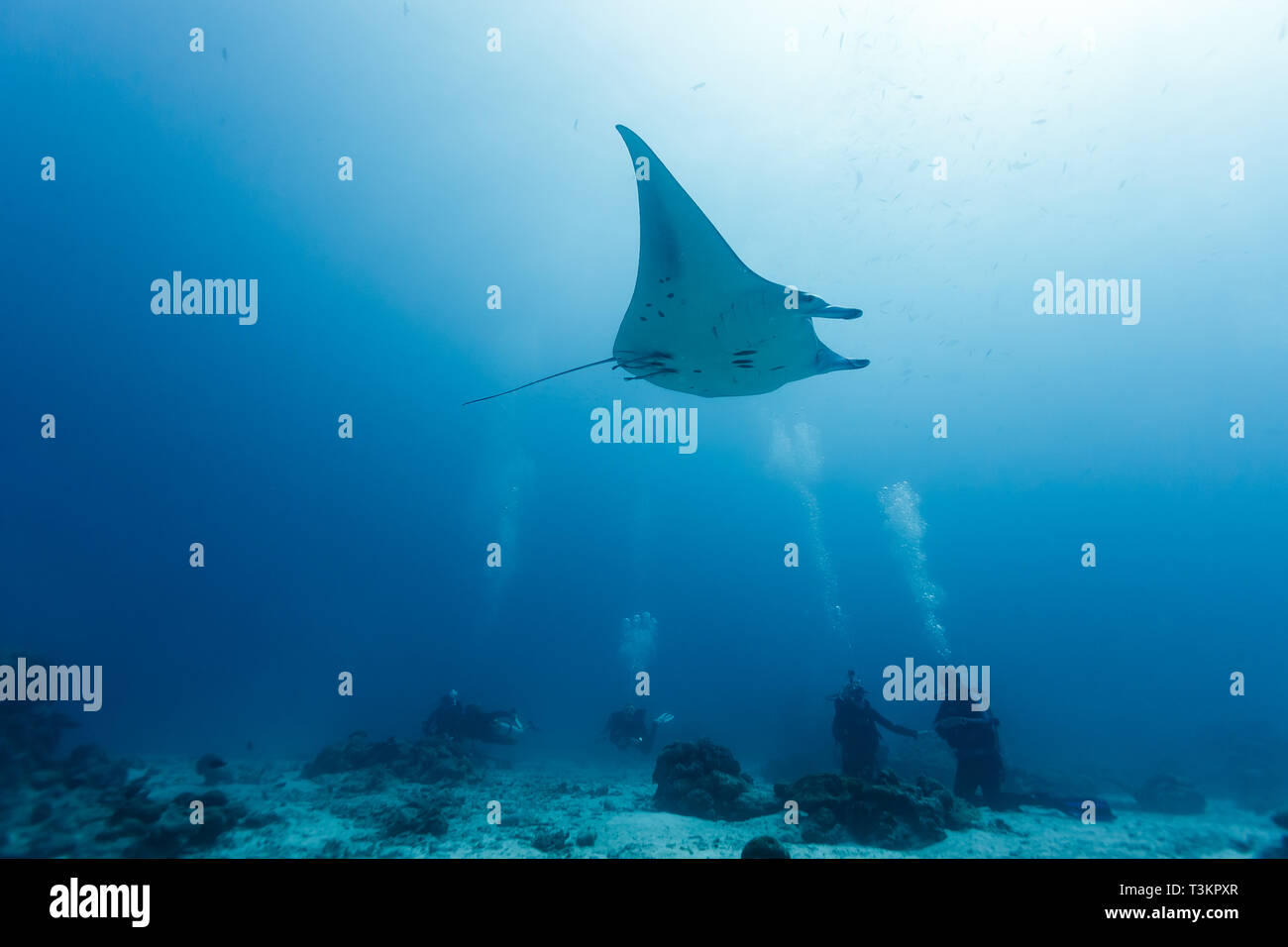Riesigen ozeanischen Manta Ray gleitet durch den Ozean überqueren Sie unter der Gruppe der Taucher Stockfoto