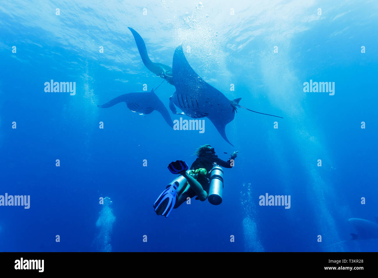 Taucher unter einem Trio von riesigen Mantarochen, Mobula alfredi, im blauen Wasser Stockfoto