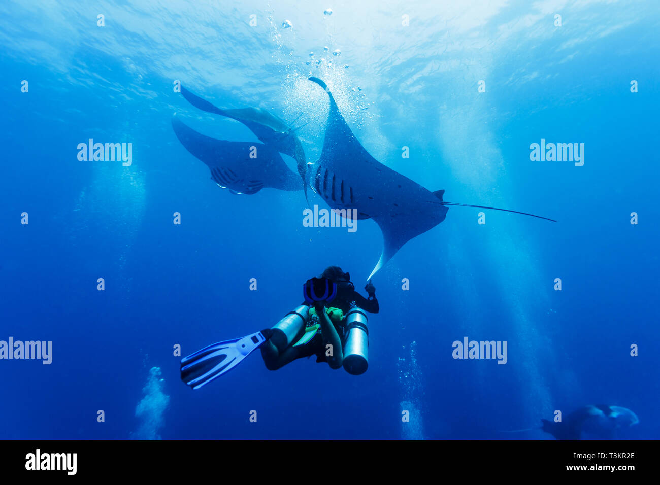 Taucher unter einem Trio von riesigen Mantarochen, Mobula alfredi, im blauen Wasser Stockfoto