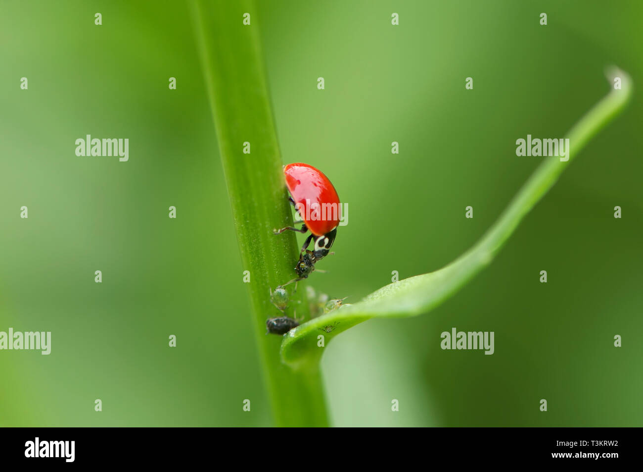 Ein Asiatischer Marienkäfer (coccinellidae) essen Blattläuse auf Pflanzen stammen. Stockfoto