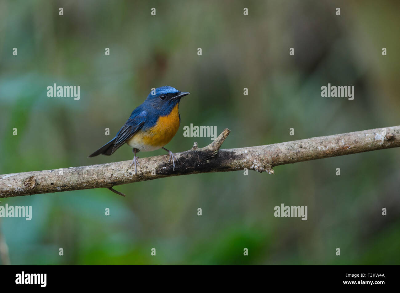 Hill Blau Schopftyrann auf einem Zweig, Männlich (Cyornis banyumas) in der Natur, Thailand Stockfoto