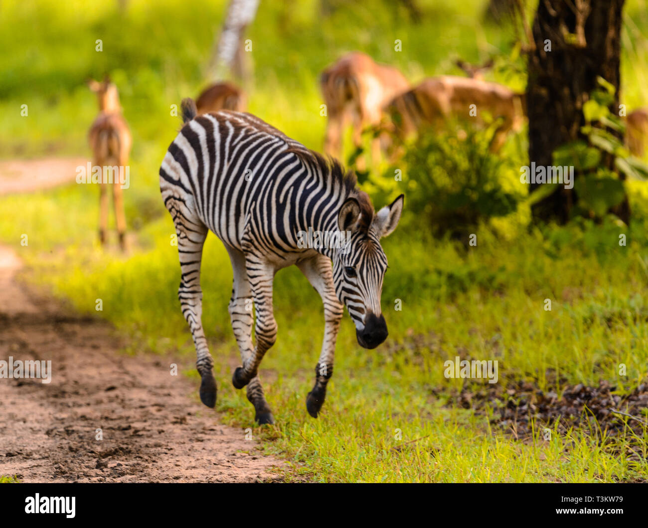 Zebra fohlen Sprung für die Freude, am Leben zu sein, Malawi Stockfoto