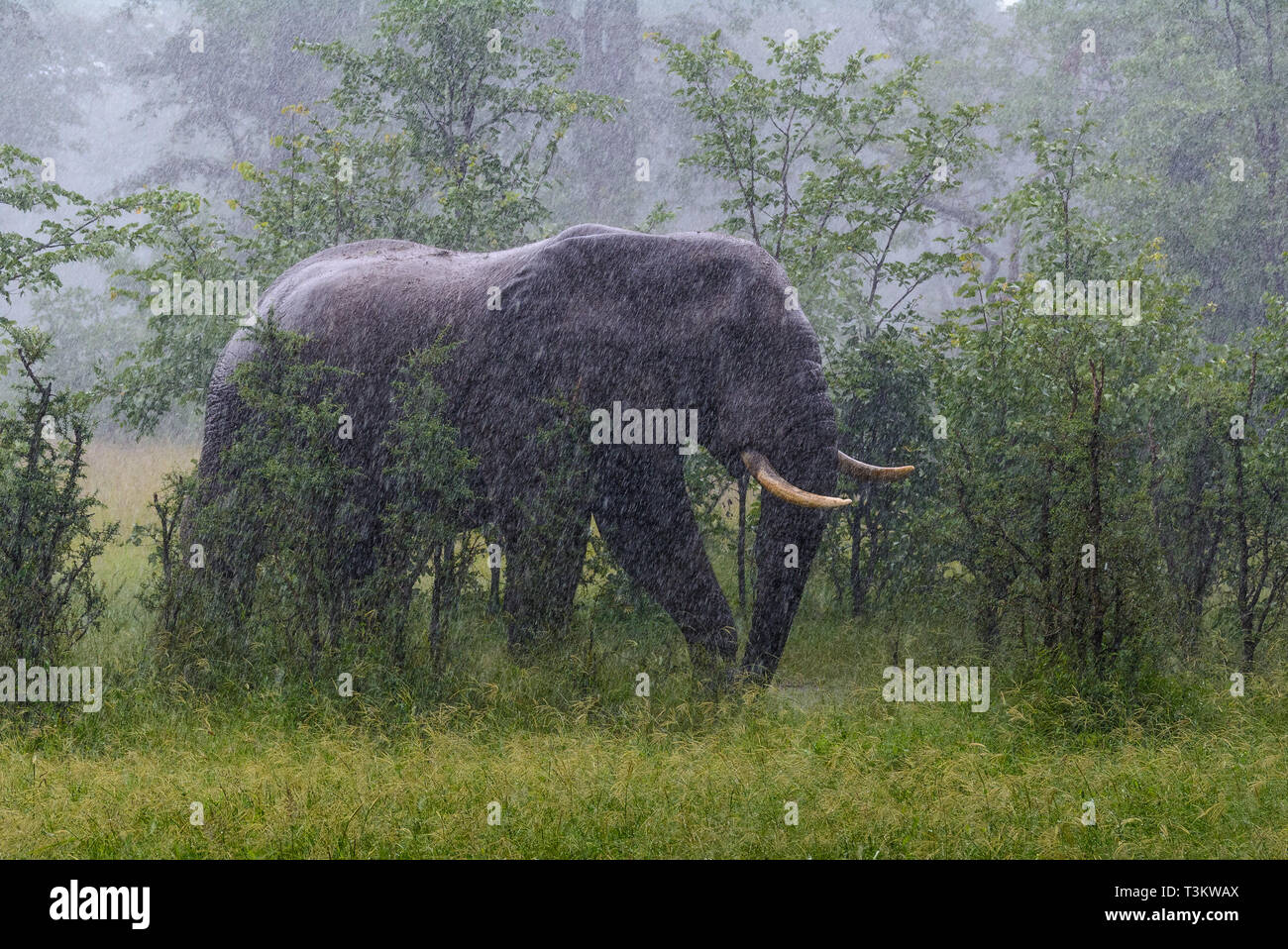 Männliche Elefanten aus dem Bush in einem Strom von Regen Malawi Stockfoto