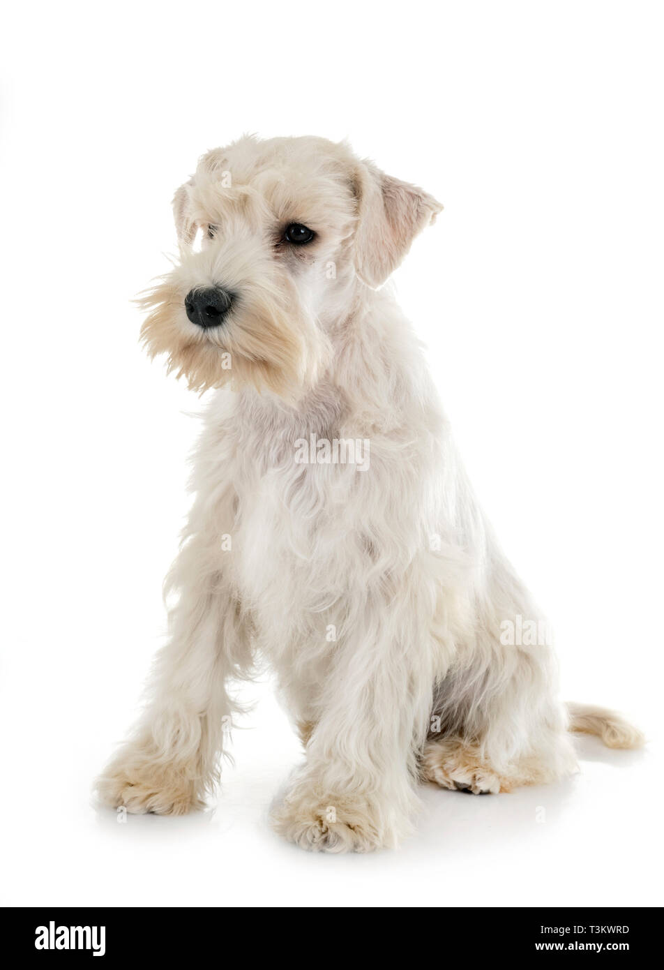 Welpen weiße Zwergschnauzer vor weißem Hintergrund Stockfoto