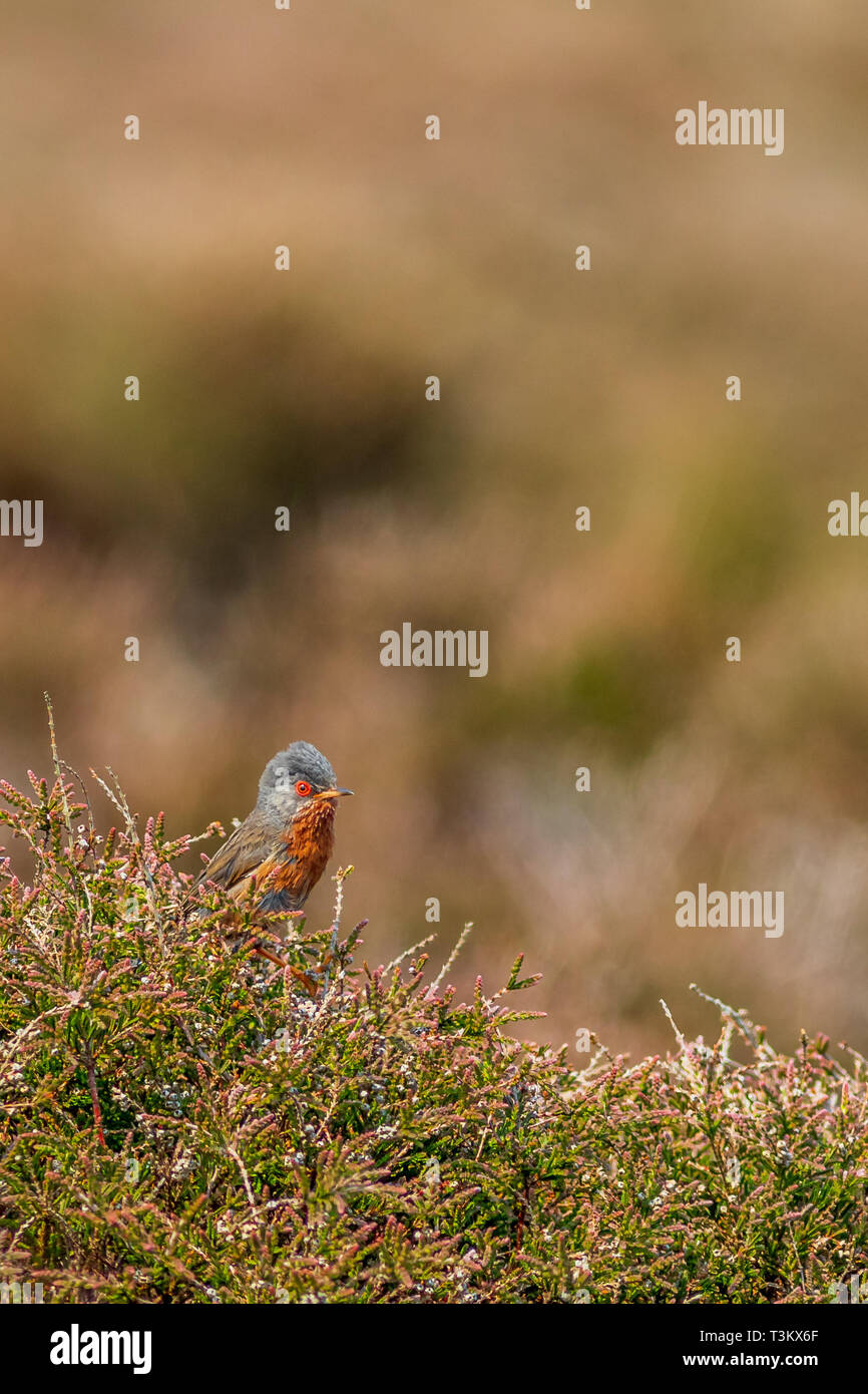 Dartford Warbler (Sylvia Undata) Prched auf heather Stockfoto