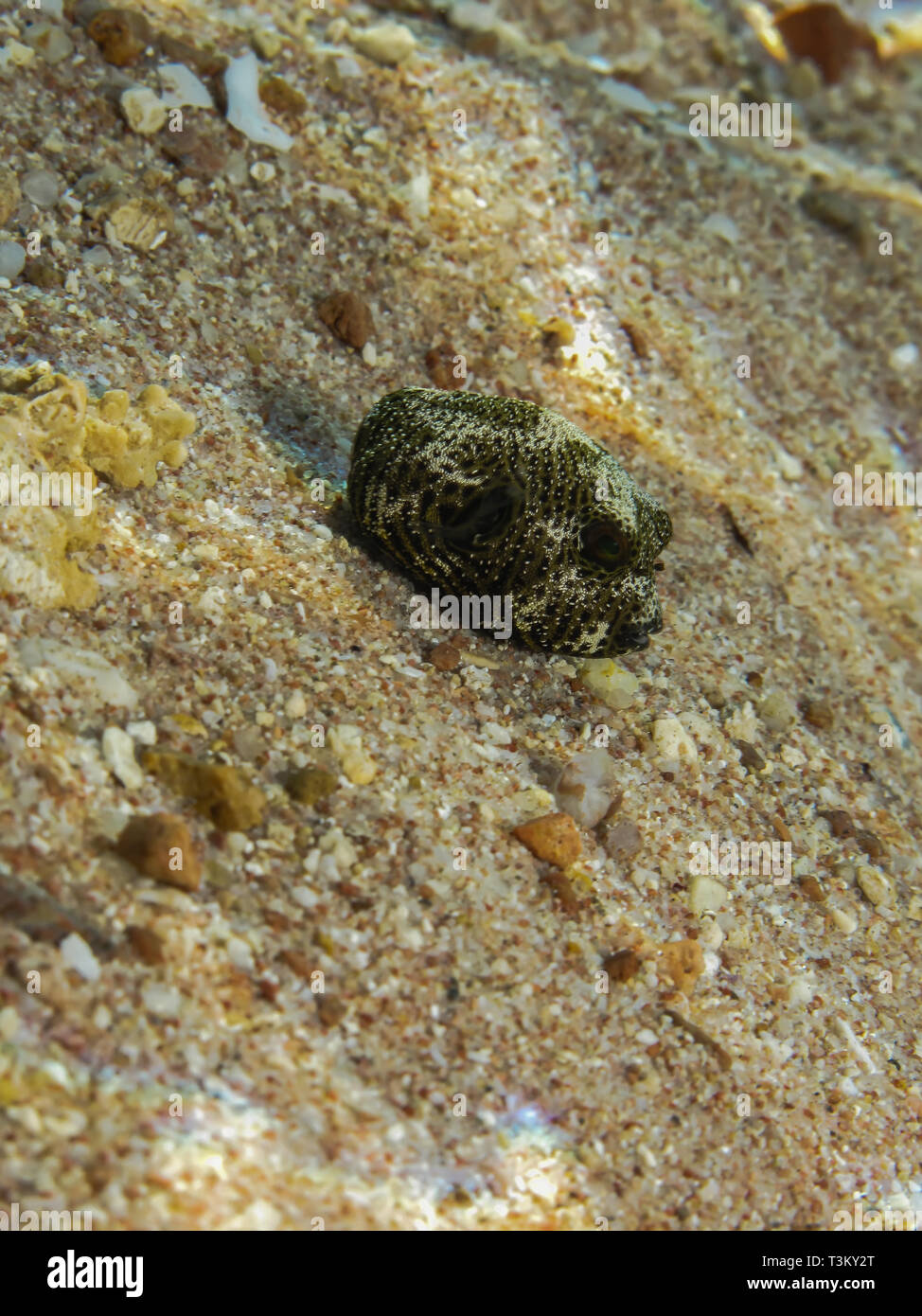 Baby Starry Puffer (Arothron stellatus). An der Sharks Bay in Ägypten. Stockfoto