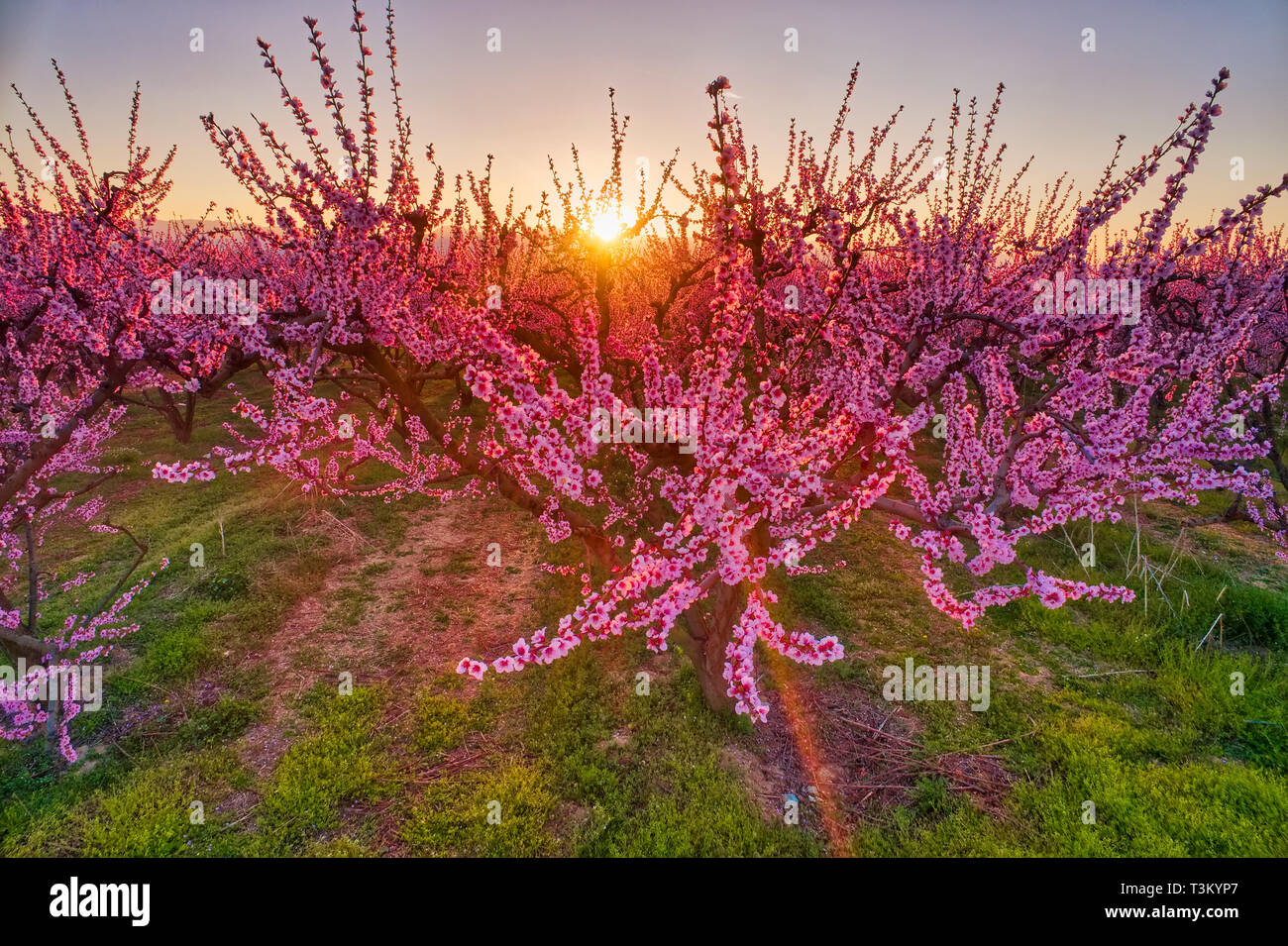 Luftaufnahme der Obstgarten der Pfirsichbäume in blühte im Frühjahr in der Ebene von Veria in Nordgriechenland Stockfoto