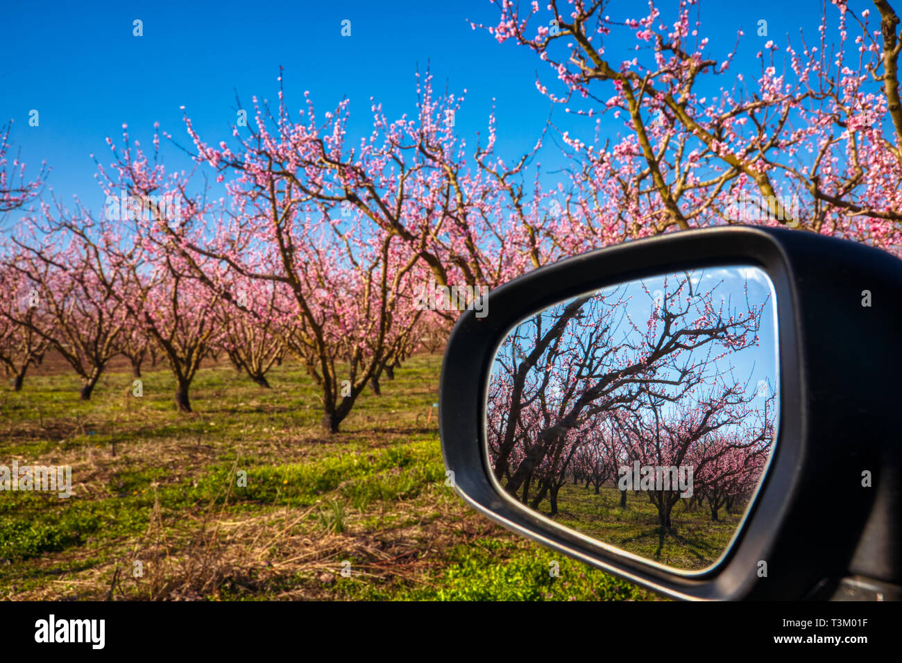 Reflexion der Obstgarten der Pfirsichbäume in in einem Auto Spiegel blühte Stockfoto