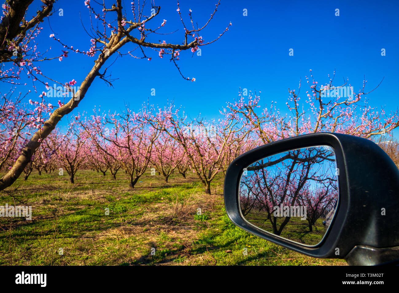 Reflexion der Obstgarten der Pfirsichbäume in in einem Auto Spiegel blühte Stockfoto