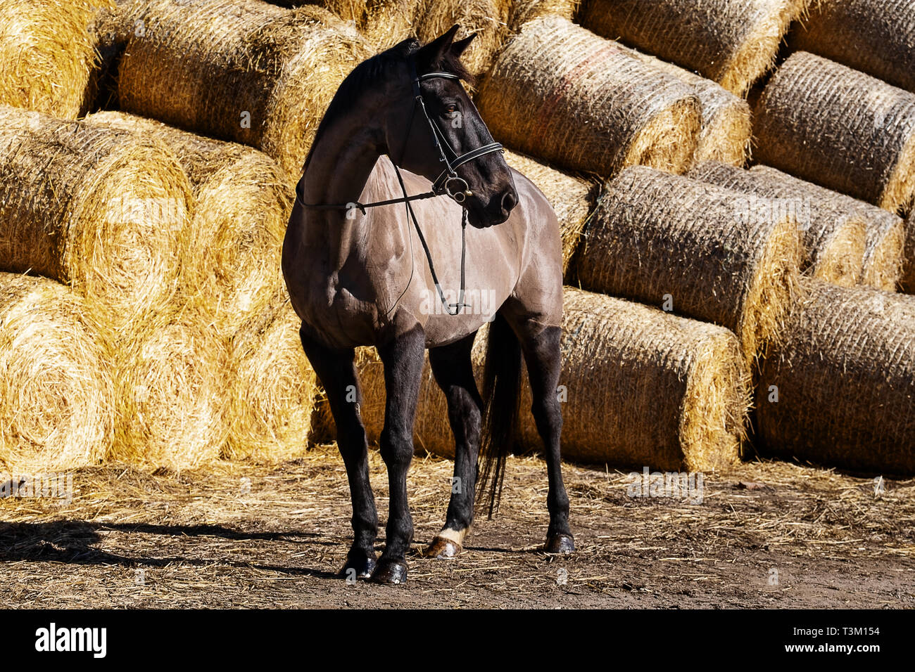 Pferd Porträts Stockfoto