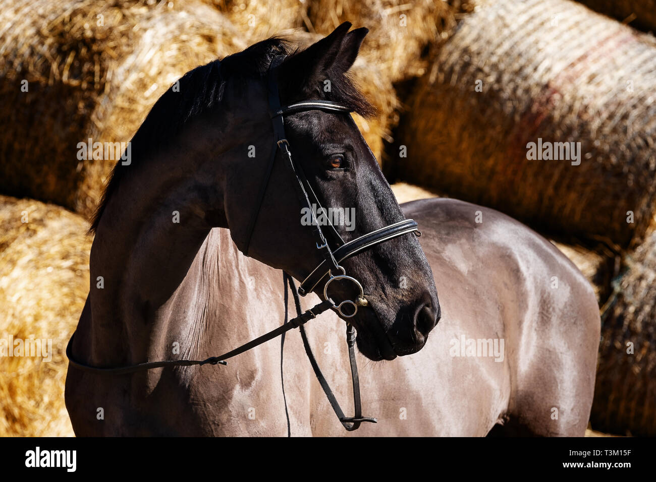 Pferd Porträts Stockfoto