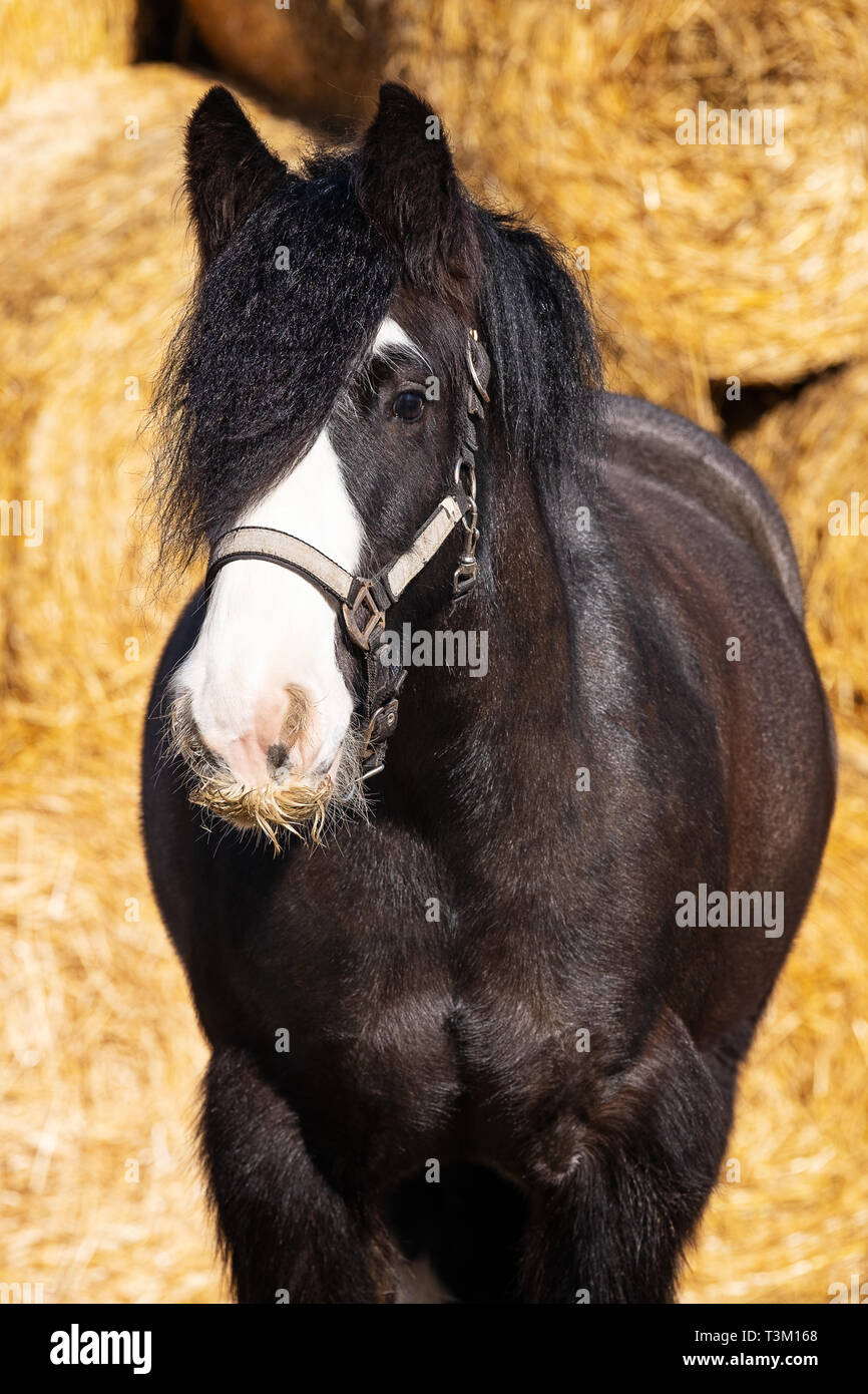 Pferd Porträts Stockfoto