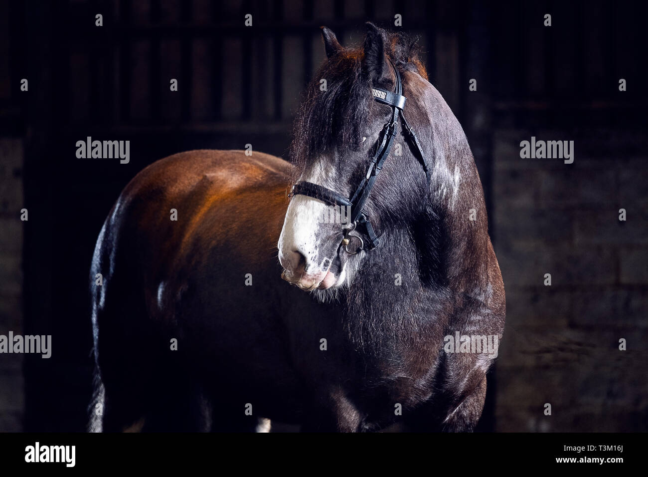 Pferd Porträts Stockfoto