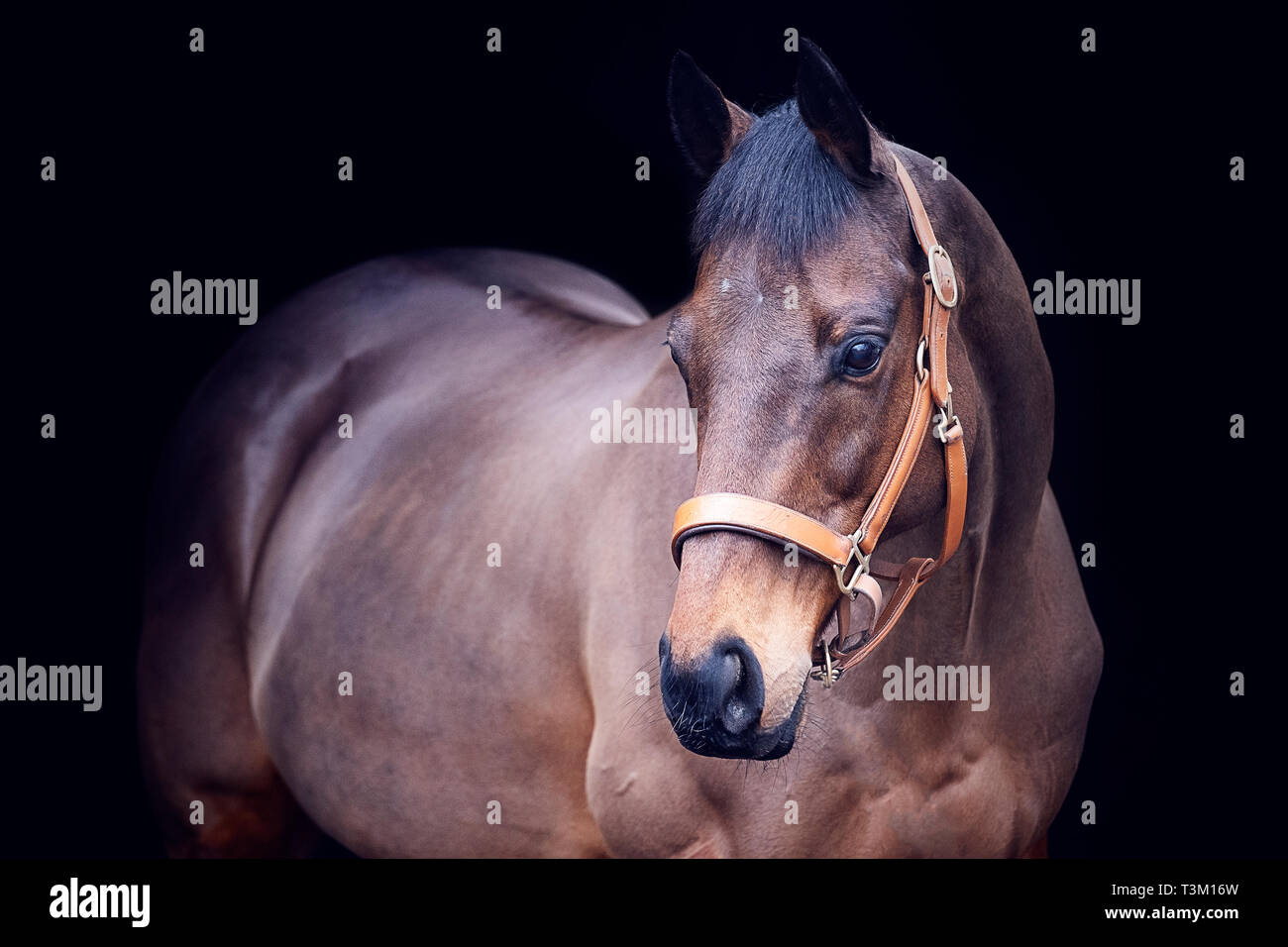 Pferd Porträts Stockfoto