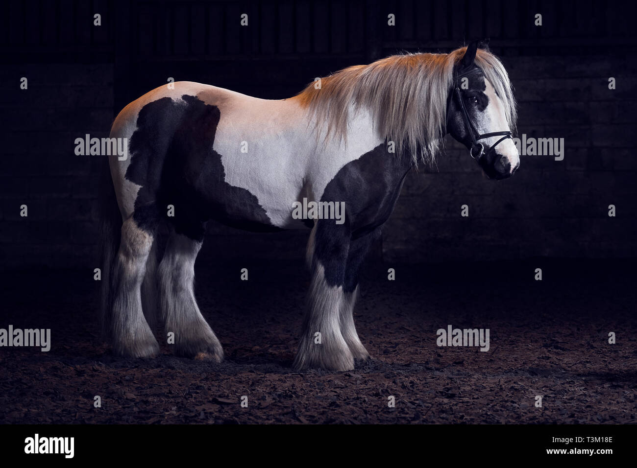 Pferd Porträts Stockfoto