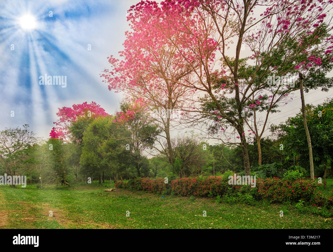 Blühende lapacho Bäume in Paraguay - Illustrativ bearbeitet Stockfoto