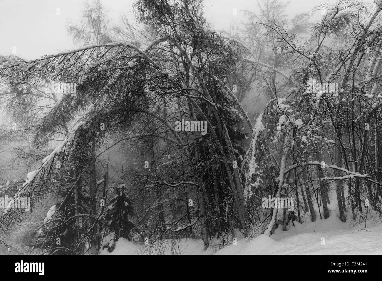 Gefrorene Bäume in einer nebligen und schneereiche Winter Tag Stockfoto
