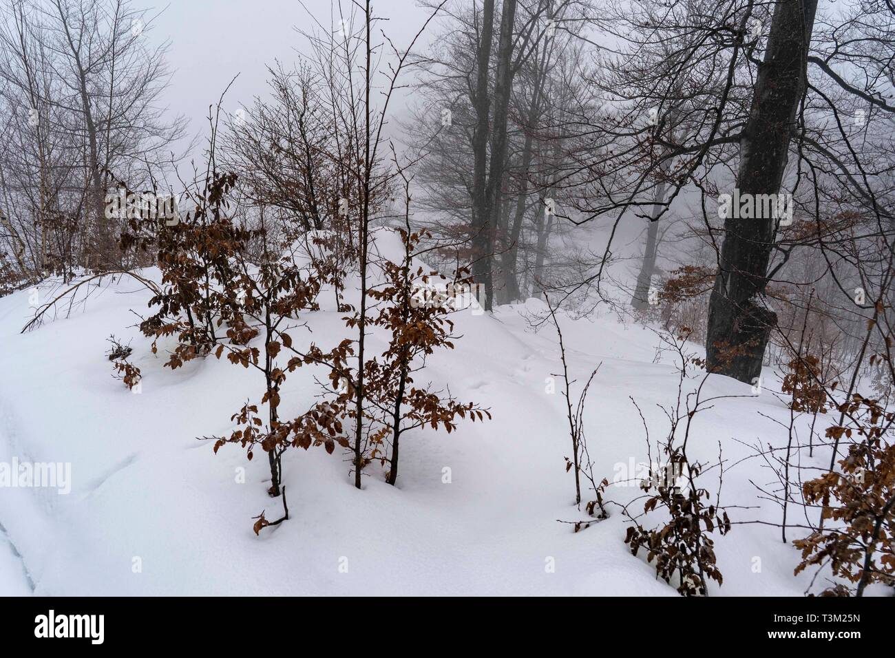 Gefrorene Bäume in einer nebligen und schneereiche Winter Tag Stockfoto