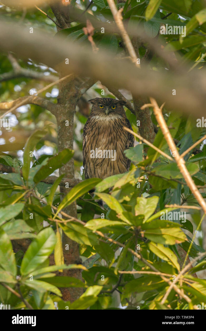 Tawny Fische Eule oder Ketupa flavipes im Kaziranga National Park Assam Indien Stockfoto