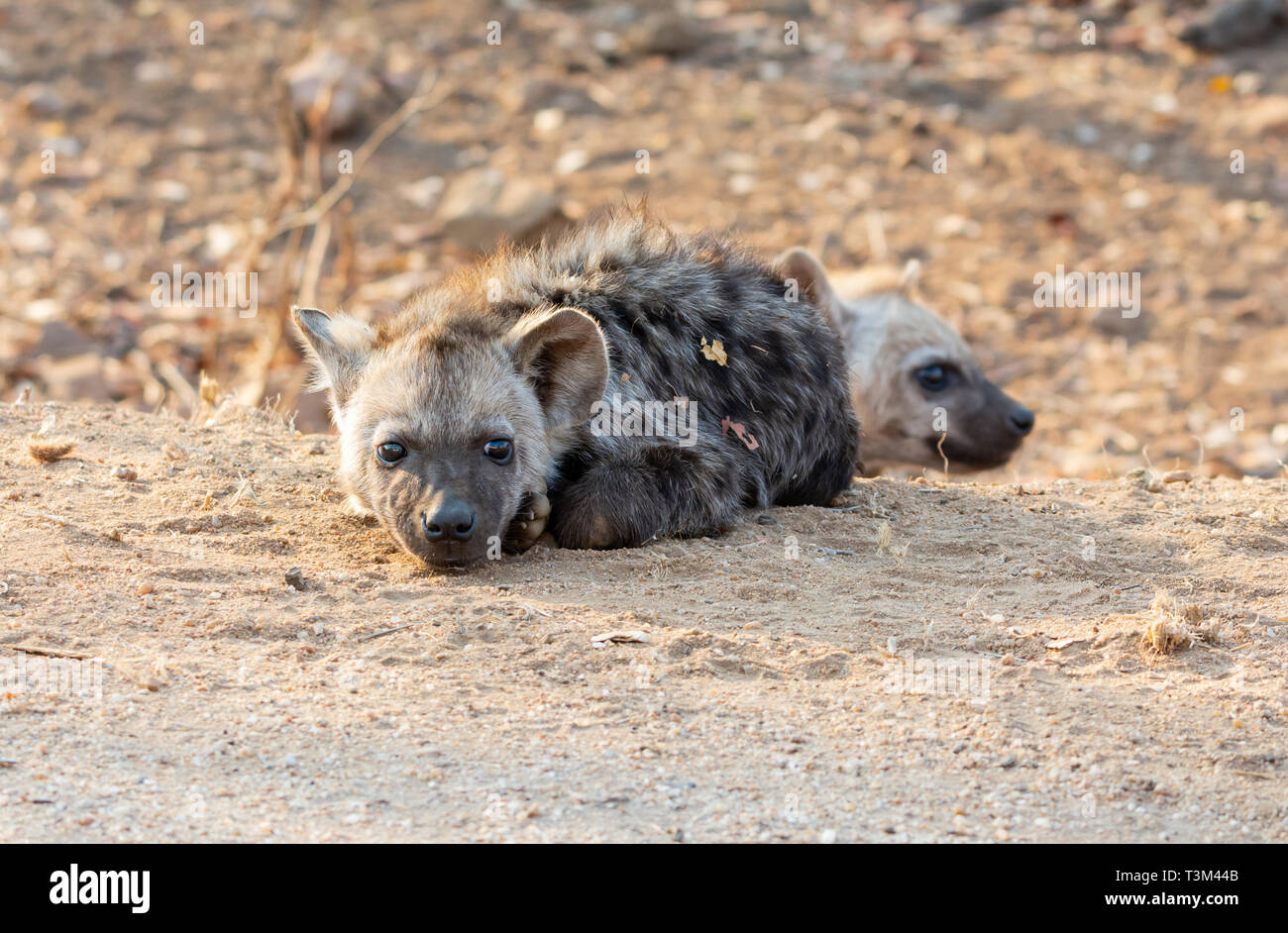 Eine Tüpfelhyäne pup im südlichen afrikanischen Savanne Stockfoto