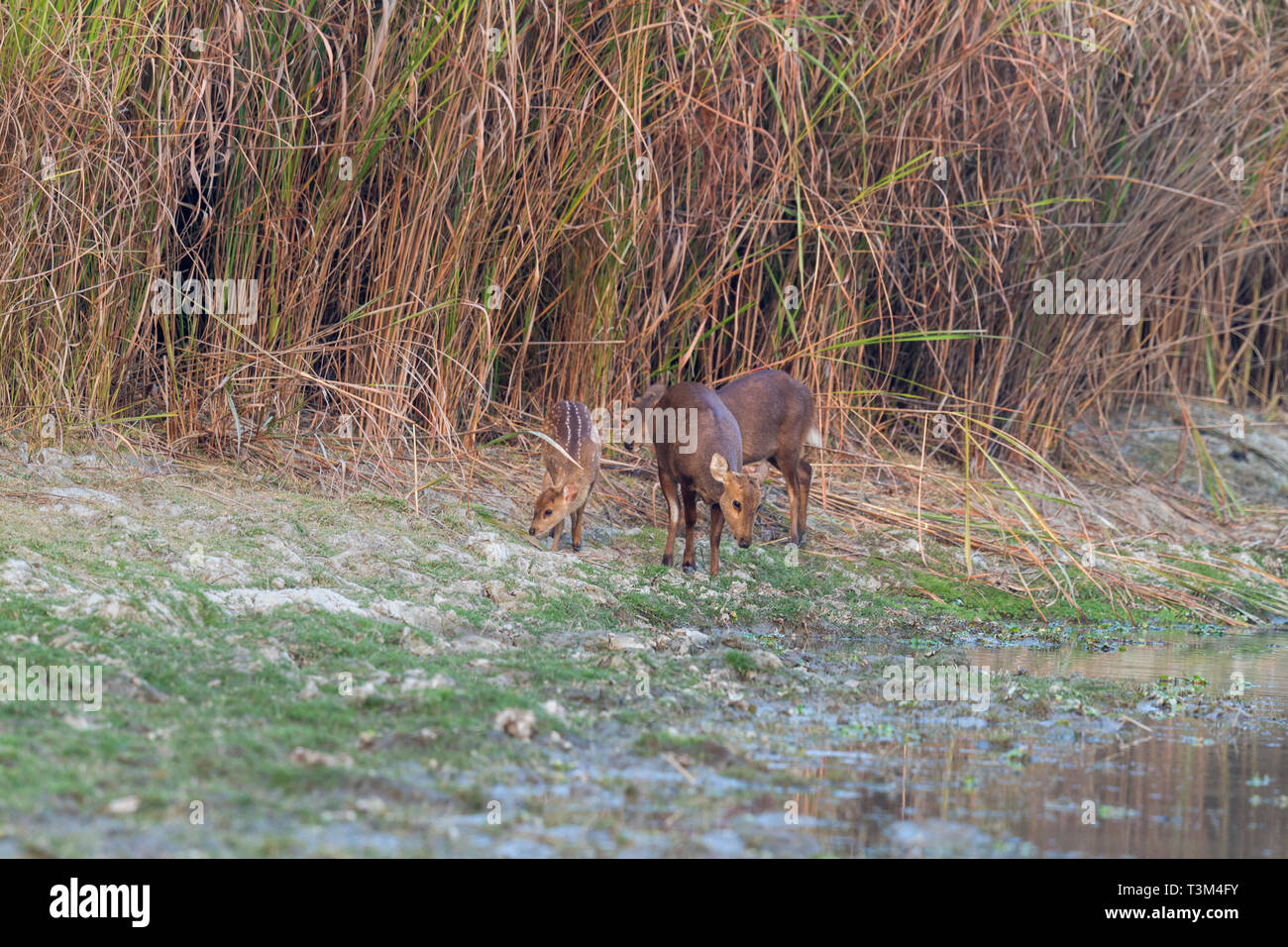 Indische hog Rotwild oder Hyelaphus porcinus im Kaziranga National Park Assam Indien Stockfoto