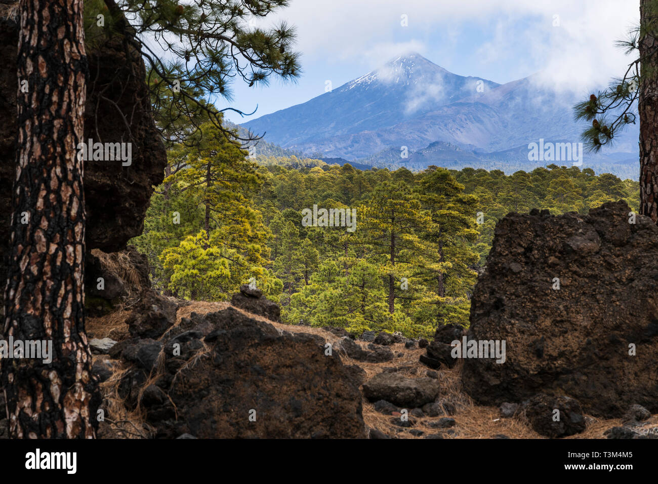 Blick über den Corona Forestal Kiefern, Pinus canariensis Bäume in der Nähe von Arguayo Pico del Teide, Santiago del Teide, Teneriffa, Kanarische Inseln, Spanien Stockfoto