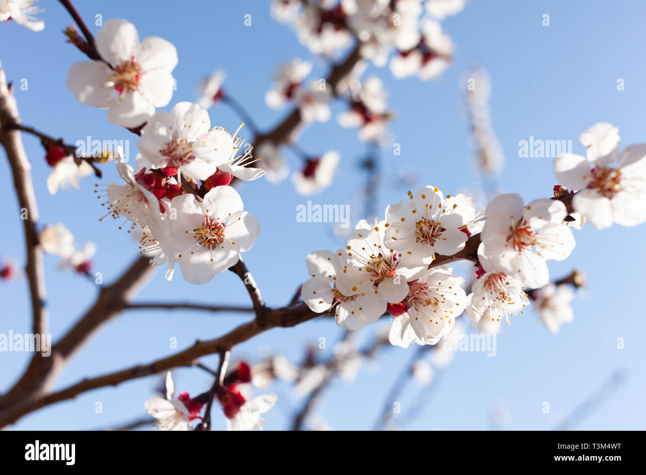 Aprikosen blühen auf klaren Himmel Stockfoto