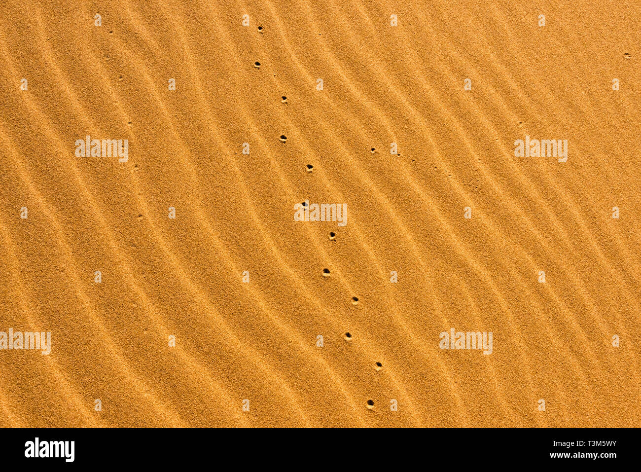 Sand Muster der Singenden Dünen, die nur Sand Dune in Kasachstan, Nationalpark Altyn-Emel, Kasachstan Stockfoto