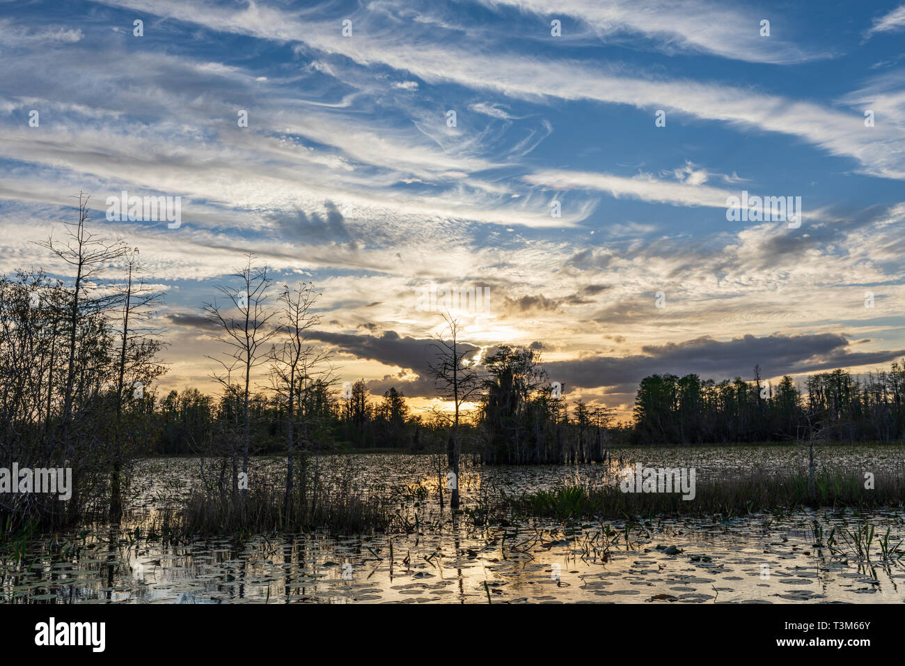 Landschaft Sonnenuntergang an der Ostseite der Okefenokee swamp Zuflucht. Stockfoto